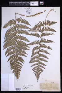 Dryopteris arguta image