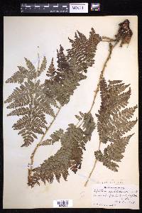 Dryopteris campyloptera image