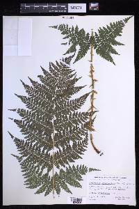 Dryopteris campyloptera image