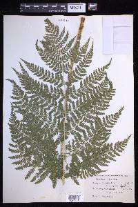 Dryopteris campyloptera image