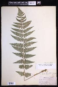 Dryopteris × boottii image