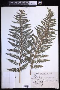 Dryopteris arguta image