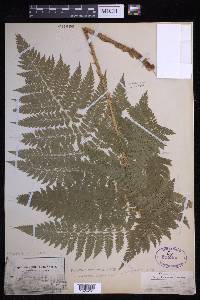 Dryopteris campyloptera image