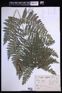 Dryopteris campyloptera image