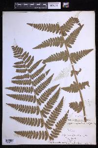 Dryopteris × boottii image