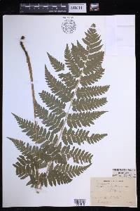 Dryopteris clintoniana image