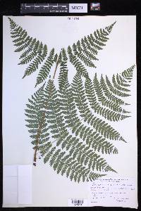 Dryopteris campyloptera image