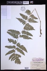 Dryopteris clintoniana image