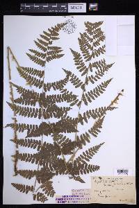 Dryopteris × boottii image