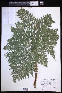 Dryopteris campyloptera image