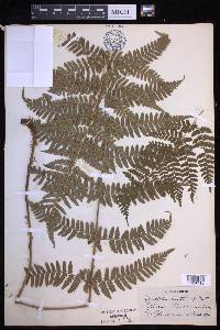 Dryopteris arguta image