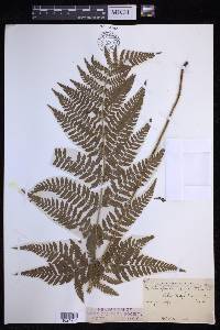 Dryopteris campyloptera image