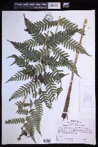 Dryopteris celsa image