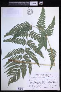 Dryopteris clintoniana image