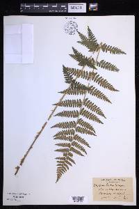 Dryopteris × boottii image