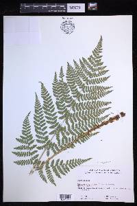 Dryopteris campyloptera image