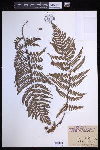 Dryopteris arguta image