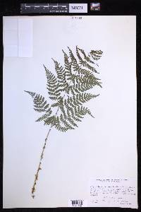 Dryopteris campyloptera image