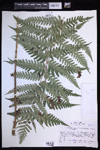 Dryopteris celsa image