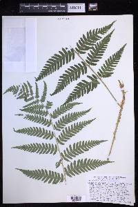 Dryopteris celsa image