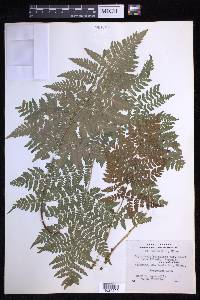 Dryopteris campyloptera image