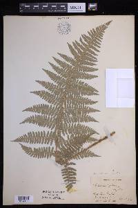 Dryopteris arguta image