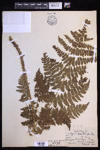 Dryopteris campyloptera image