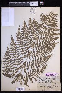 Dryopteris campyloptera image