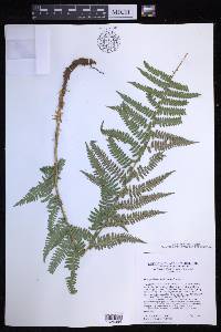 Dryopteris arguta image