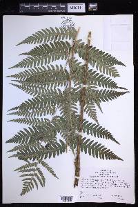 Dryopteris celsa image