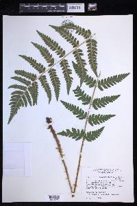 Dryopteris clintoniana image