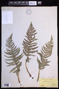 Dryopteris arguta image