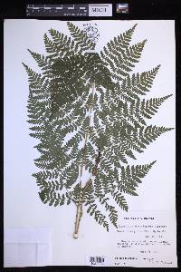 Dryopteris campyloptera image