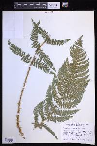 Dryopteris arguta image