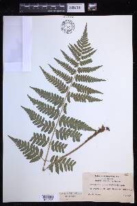 Dryopteris celsa image