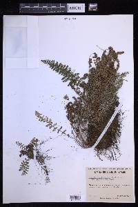 Dryopteris fragrans image