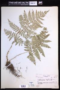 Dryopteris expansa image