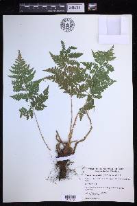 Dryopteris expansa image