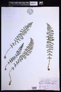 Dryopteris fragrans image