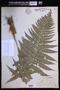 Dryopteris filix-mas image