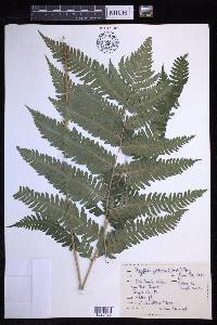 Dryopteris goldieana image