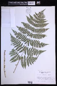 Dryopteris expansa image