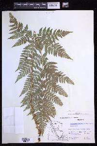 Dryopteris expansa image