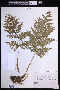 Dryopteris expansa image