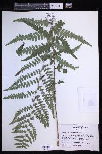 Dryopteris ludoviciana image