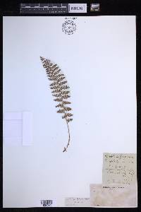 Dryopteris fragrans image