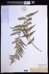 Dryopteris filix-mas image