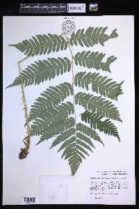 Dryopteris goldieana image