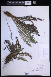 Dryopteris fragrans image