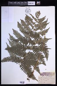 Dryopteris goldieana image